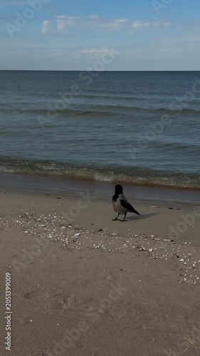 Hooded crow walking along Baltic Sea shoreline
