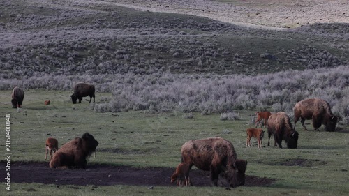 Bison Cows  and Calf in Yellowstone National Park Wyoming in Springtime