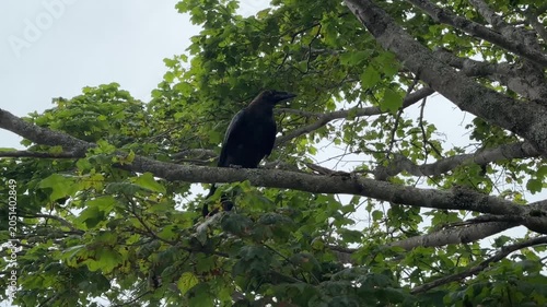 A majestic raven sits atop sturdy branches, its glossy feathers glistening softly. It surveys the lush green surroundings with keen eyes on a calm afternoon
