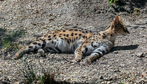 Photos Serval on the ground. Latin name - Leptailurus serval