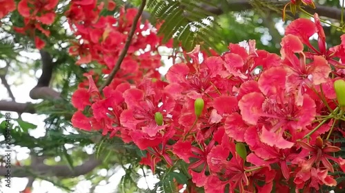 The peacock flower refers to a type of blossom characterized by petals and long, curved stamens that resemble a peacock spreading its tail