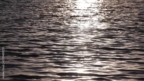 The water surface reflects the golden evening sunlight.
