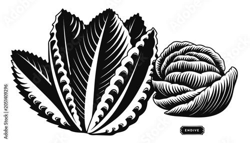 Canvastavla Very beautiful black-and-white engraved vector illustration featuring endive lea