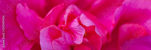 Bright pink flower blooms in close up showing petals and texture in a garden during spring season
