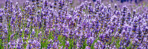 Cuadro en lienzo Fields of blooming lavender in summer under bright sunlight during the day