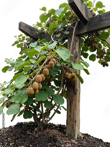 Kiwi fruit vine growing on a wooden pergola, isolated on white background