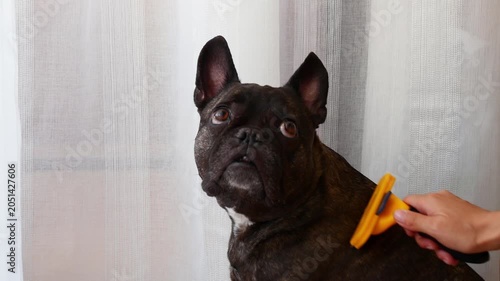 French bulldog getting brushed at home professional pet grooming and care.