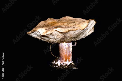 mushrooms isolated on white background