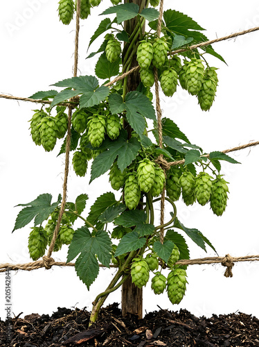 Isolated hop plant with green cones and leaves on a white background