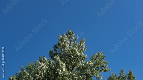 Wide poplar tree with white fluff under blue sky