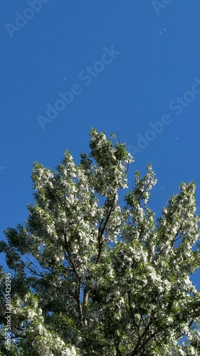 Poplar fluff floating above tree in blue sky