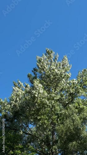 Poplar tree releasing cottony seeds into sky