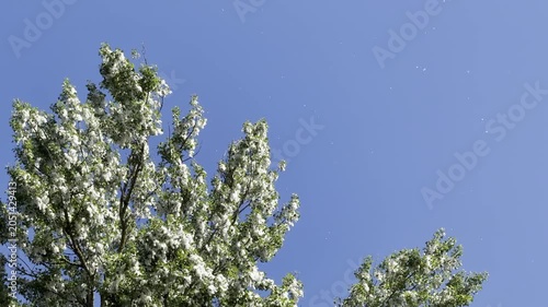 Poplar fluff drifting through clear blue sky