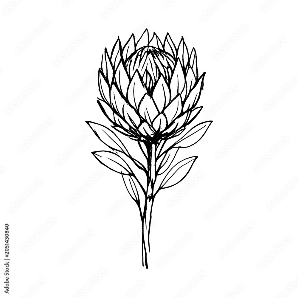 Obraz premium PNG Minimalist protea flower illustration.
