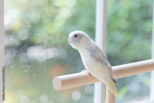Cute pastel Forpus parrot parrotlet bird on wooden perch near window