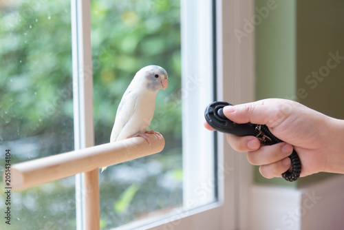 Close-up of a person training a small cute Forpus parrotlet with a black clicker trainer