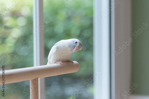 Cute pastel Forpus parrot parrotlet bird on wooden perch near window
