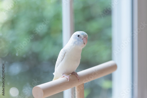 Cute pastel Forpus parrot parrotlet bird on wooden perch near window