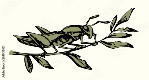 Bilde på lerret Vector drawing. Big garden locust
