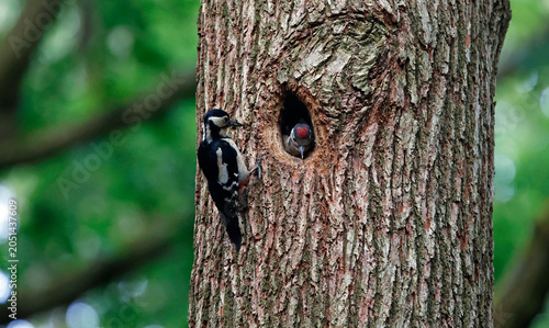 Great spotted woodpeckers feeding their young