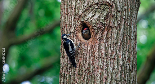Great spotted woodpeckers feeding their young