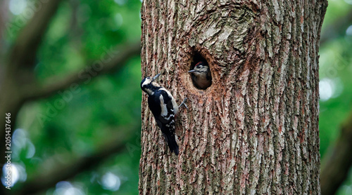 Great spotted woodpeckers feeding their young
