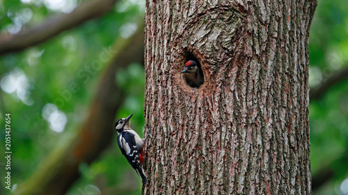 Great spotted woodpeckers feeding their young