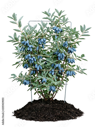 Fresh blue honeysuckle berries growing on bush isolated on white background