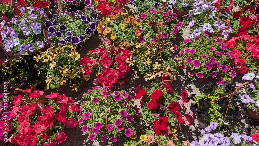 Obraz premium Colorful spring flowers in a potted garden display with vibrant multicolor blooms