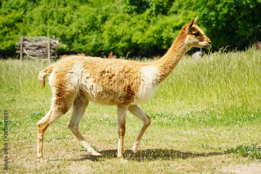 Naklejka premium llama in the zoo