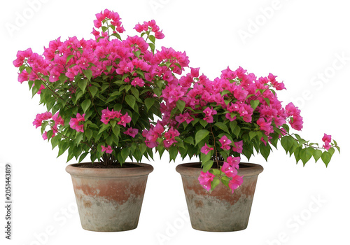 Two potted bougainvillea plants with vibrant pink flowers and green leaves in weathered terracotta clay pots isolated on a transparent background