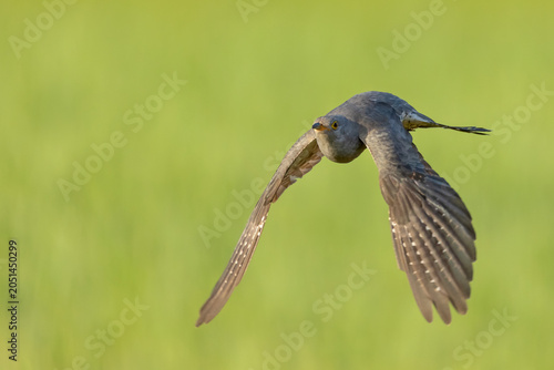 A spectacular, tack-sharp wildlife action photograph of an adult Common Cuckoo (Cuculus canorus) captured mid-flight from a rare frontal perspective, flying directly toward the lens. 