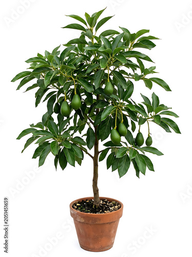 Isolated potted avocado plant with green leaves and unripe fruit on white background