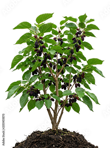 Isolated mulberry tree with dark purple berries and green leaves on white background