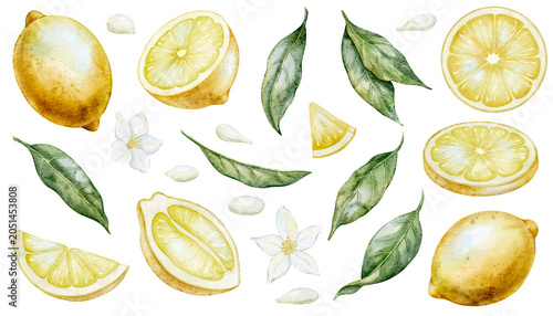 Watercolor Lemon illustrations set including whole fruits, slices, leaves, seeds and blossoms. Botanical arts of isolated citrus elements for packaging, recipes, kitchen decor and menu design.