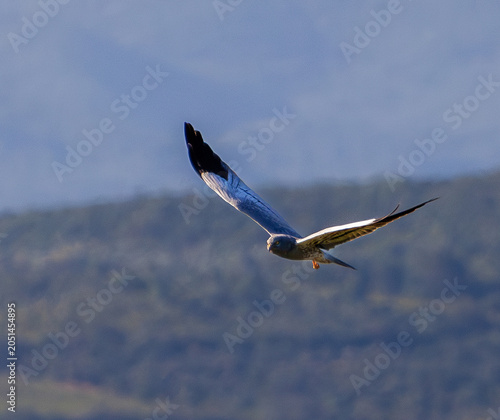 Busard cendré, circus pygargus male en vol, ailes déployées