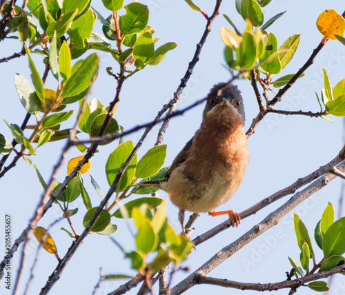 Fauvette passerinette male perchée dans son arbre et regardant l'objectif de ses deux yeux cerclés de rouge