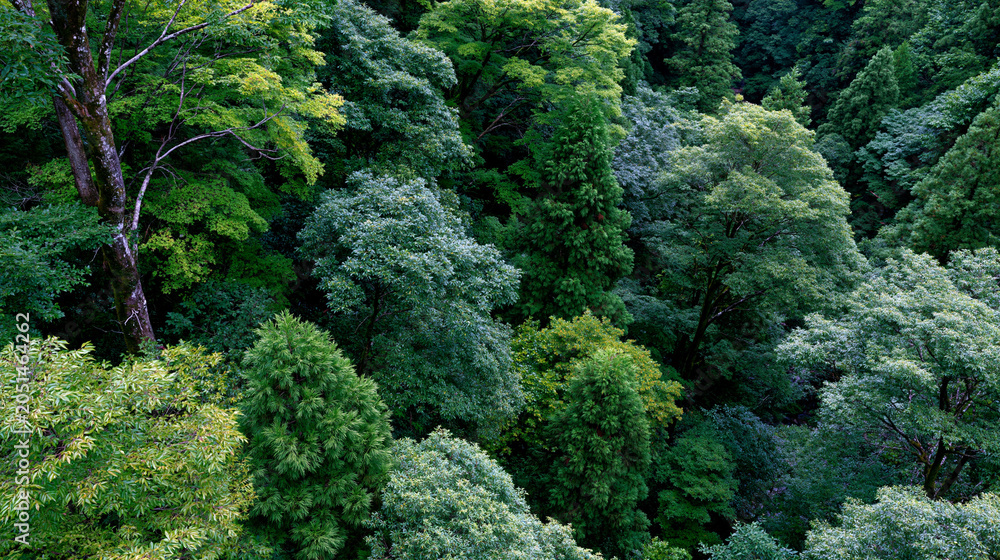 Fototapeta premium Dense forest canopy overhead reveals layered gradient of emerald, jade, and sage foliage filtering diffuse ambient illumination through successive tree crowns, creating botanical depth progression f