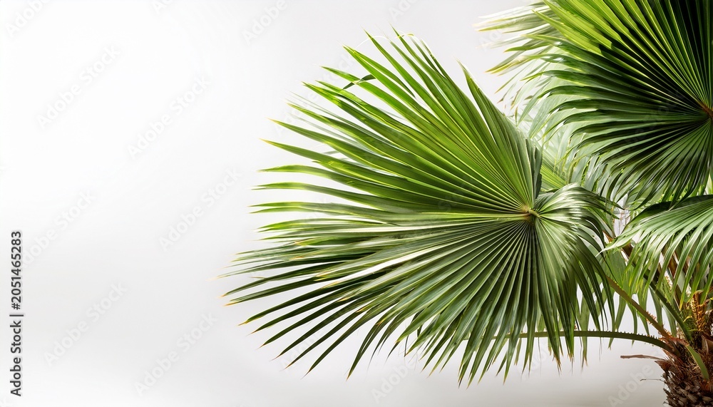 Fototapeta premium tropical palm tree with green fronds on white background