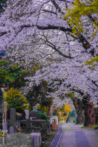 青山霊園の桜参道