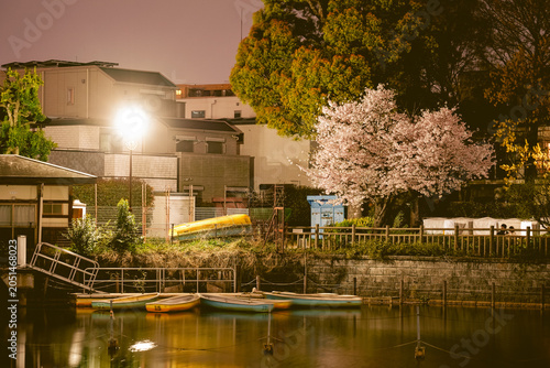 碑文谷公園の桜池
