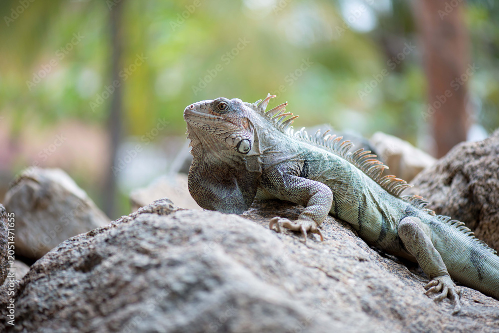 Fototapeta premium Iguana chilling on a rock