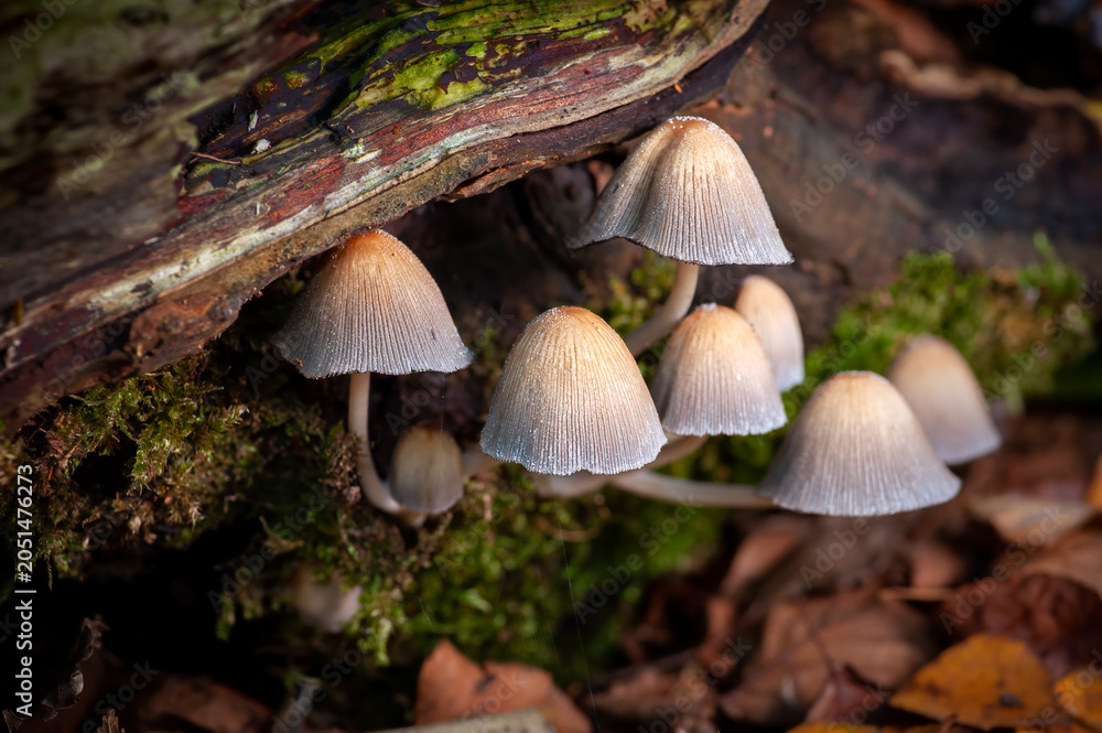Fototapeta premium Cluster Of Small Coprinellus Micaceus Mushrooms Growing On Mossy Fallen Log In Autumn Forest With Soft Light