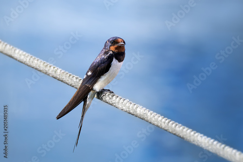 Rauchschwalbe (Hirundo rustica) Seitenansicht mit gedrehtem Kopf auf einem geflochtenen Seil vor blau-weißem Himmel - Hafen Zinnowitz, Insel Usedom, Deutschland