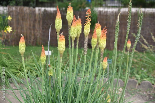Kniphofia caulescens au printemps