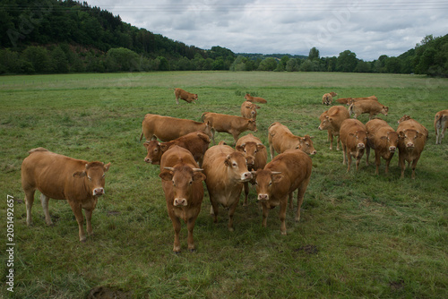 Obraz na plátně Troupeau de jeunes vaches Auvergnates rousses dans un pré