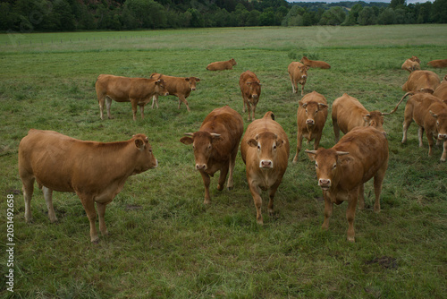 Fotografija Troupeau de jeunes vaches Auvergnates rousses dans un pré