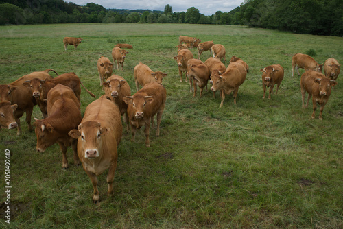 Obraz na plátně Troupeau de jeunes vaches Auvergnates rousses dans un pré