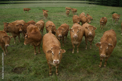 Fotografía Troupeau de jeunes vaches Auvergnates rousses dans un pré