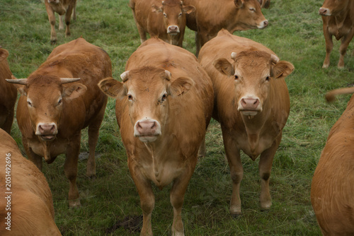 Фотография Troupeau de jeunes vaches Auvergnates rousses dans un pré